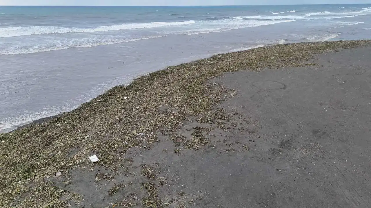 Hatay’da Fırtına Asi Nehri’ni Taşırdı: Su Sümbülleri Akdeniz’e Taşındı 1